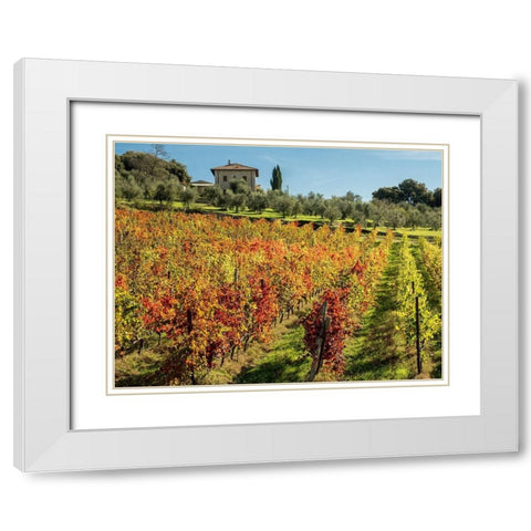 Italy-Chianti Vineyard in autumn in the Chianti region of Tuscany White Modern Wood Framed Art Print with Double Matting by Eggers, Julie