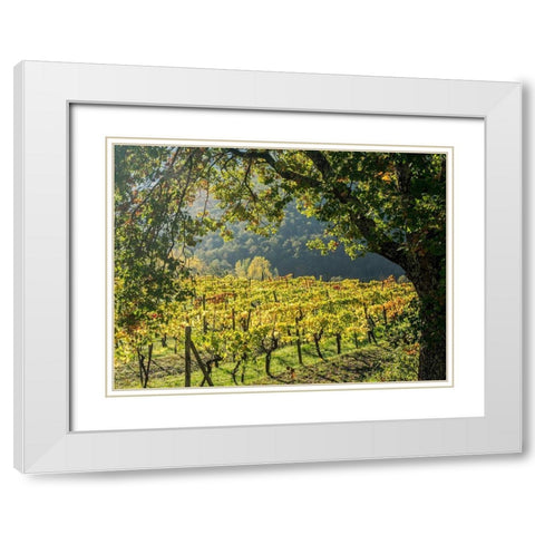 Italy-Chianti Vineyard in autumn in the Chianti region of Tuscany White Modern Wood Framed Art Print with Double Matting by Eggers, Julie