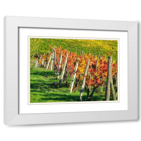 Italy-Chianti Vineyard in autumn in the Chianti region of Tuscany White Modern Wood Framed Art Print with Double Matting by Eggers, Julie