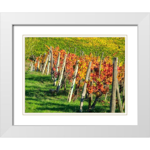 Italy-Chianti Vineyard in autumn in the Chianti region of Tuscany White Modern Wood Framed Art Print with Double Matting by Eggers, Julie