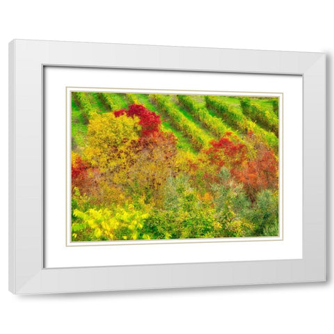 Italy-Chianti Fall colored trees in a vineyard White Modern Wood Framed Art Print with Double Matting by Eggers, Julie