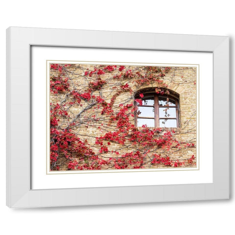 Italy-Chianti Red climbing ivy vine on a stone wall White Modern Wood Framed Art Print with Double Matting by Eggers, Julie