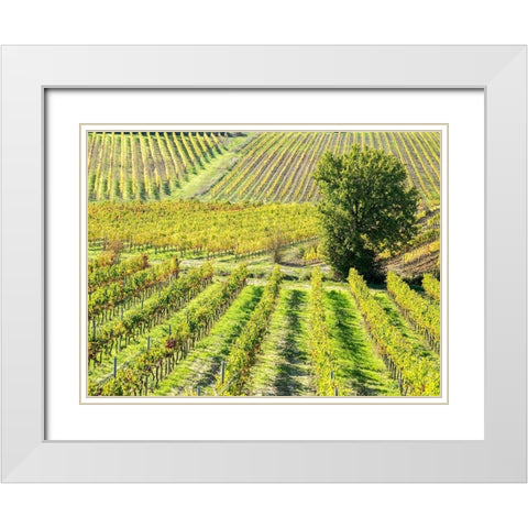 Italy-Chianti Vineyard in autumn in the Chianti region of Tuscany White Modern Wood Framed Art Print with Double Matting by Eggers, Julie