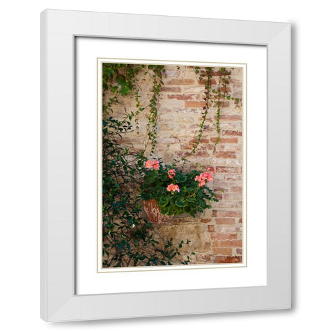 Italy-Tuscany-Montepulciano Geranium growing in a pot against an old brick building White Modern Wood Framed Art Print with Double Matting by Eggers, Julie