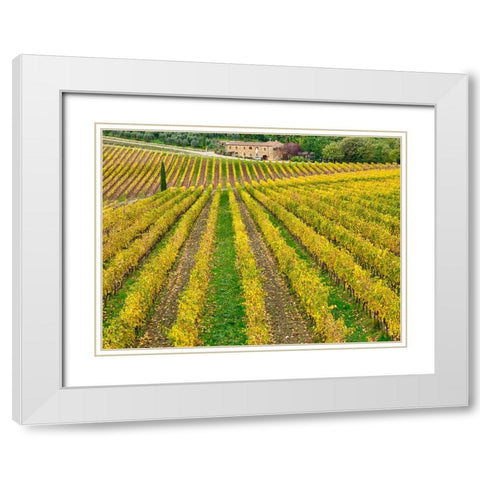 Italy-Tuscany Colorful vineyard in autumn White Modern Wood Framed Art Print with Double Matting by Eggers, Julie