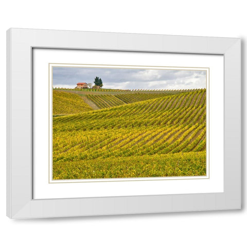 Italy-Tuscany Colorful vineyard in autumn White Modern Wood Framed Art Print with Double Matting by Eggers, Julie