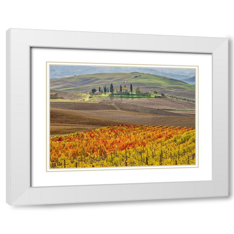 Italy-Tuscany Colorful vineyard in autumn White Modern Wood Framed Art Print with Double Matting by Eggers, Julie