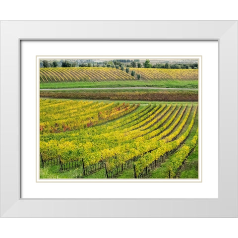 Italy-Tuscany Colorful vineyard in autumn White Modern Wood Framed Art Print with Double Matting by Eggers, Julie
