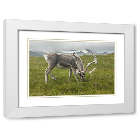 Europe, Scotland, Cairngorm NP Reindeer grazing White Modern Wood Framed Art Print with Double Matting by Illg, Cathy and Gordon