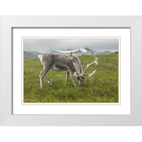 Europe, Scotland, Cairngorm NP Reindeer grazing White Modern Wood Framed Art Print with Double Matting by Illg, Cathy and Gordon