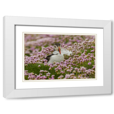Scotland, Shetland Islands Atlantic puffin White Modern Wood Framed Art Print with Double Matting by Illg, Cathy and Gordon