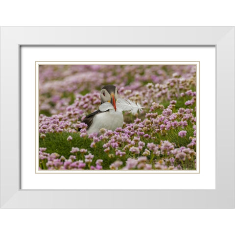 Scotland, Shetland Islands Atlantic puffin White Modern Wood Framed Art Print with Double Matting by Illg, Cathy and Gordon