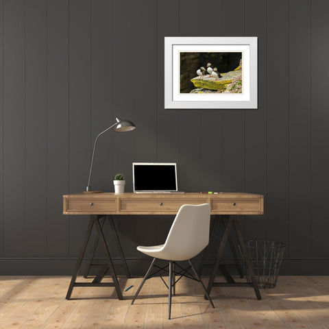 Scotland, Shetland Islands Atlantic puffins White Modern Wood Framed Art Print with Double Matting by Illg, Cathy and Gordon