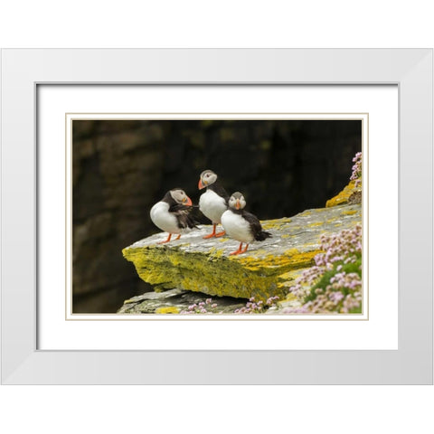 Scotland, Shetland Islands Atlantic puffins White Modern Wood Framed Art Print with Double Matting by Illg, Cathy and Gordon