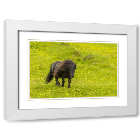 Scotland, Shetland Islands Shetland pony White Modern Wood Framed Art Print with Double Matting by Illg, Cathy and Gordon