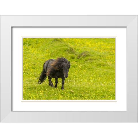 Scotland, Shetland Islands Shetland pony White Modern Wood Framed Art Print with Double Matting by Illg, Cathy and Gordon