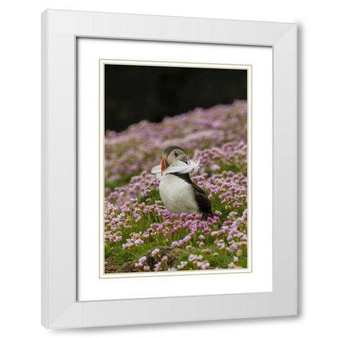 Scotland, Shetland Islands Atlantic puffin White Modern Wood Framed Art Print with Double Matting by Illg, Cathy and Gordon