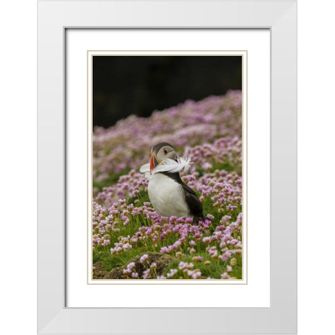 Scotland, Shetland Islands Atlantic puffin White Modern Wood Framed Art Print with Double Matting by Illg, Cathy and Gordon