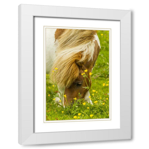 Scotland, Shetland Islands Shetland pony eating White Modern Wood Framed Art Print with Double Matting by Illg, Cathy and Gordon
