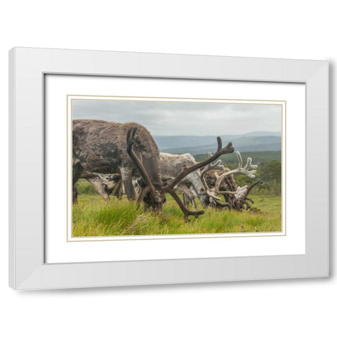 Europe, Scotland, Cairngorm NP Reindeers grazing White Modern Wood Framed Art Print with Double Matting by Illg, Cathy and Gordon