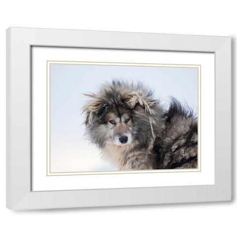 Sled dog during winter in Uummannaq in Greenland Dog teams are still draft animals White Modern Wood Framed Art Print with Double Matting by Zwick, Martin