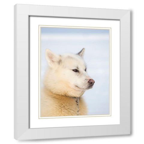 Sled dog during winter in Uummannaq in Greenland Dog teams are still draft animals White Modern Wood Framed Art Print with Double Matting by Zwick, Martin