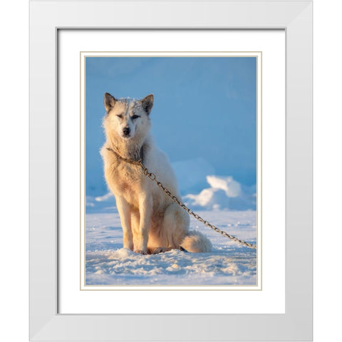 Sled dog during winter in Uummannaq in Greenland Dog teams are still draft animals White Modern Wood Framed Art Print with Double Matting by Zwick, Martin