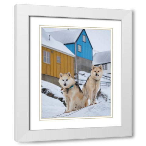 Sled dog during winter in Uummannaq in Greenland Dog teams are still draft animals White Modern Wood Framed Art Print with Double Matting by Zwick, Martin