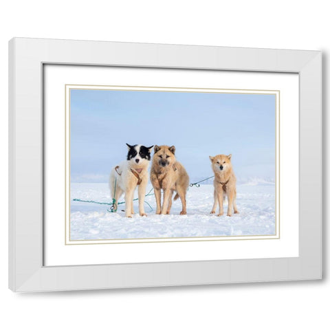 Sled dog during winter in Uummannaq in Greenland White Modern Wood Framed Art Print with Double Matting by Zwick, Martin