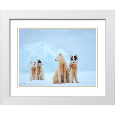Sled dog during winter in Uummannaq in Greenland  White Modern Wood Framed Art Print with Double Matting by Zwick, Martin