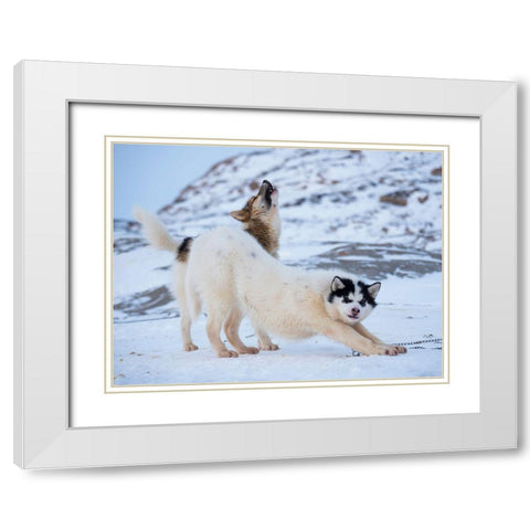 Sled dog during winter in Uummannaq in Greenland White Modern Wood Framed Art Print with Double Matting by Zwick, Martin