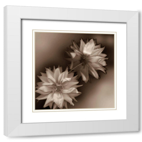 Sepia tone Dahlia White Modern Wood Framed Art Print with Double Matting by Miller, Anna