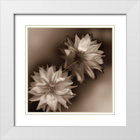 Sepia tone Dahlia White Modern Wood Framed Art Print with Double Matting by Miller, Anna