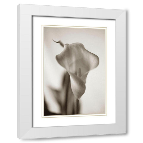 Sepia tone Calla Lily White Modern Wood Framed Art Print with Double Matting by Miller, Anna