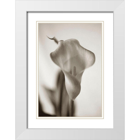 Sepia tone Calla Lily White Modern Wood Framed Art Print with Double Matting by Miller, Anna