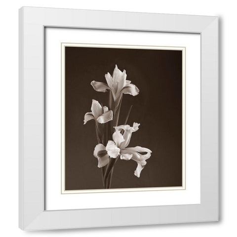 Sepia tone Iris White Modern Wood Framed Art Print with Double Matting by Miller, Anna