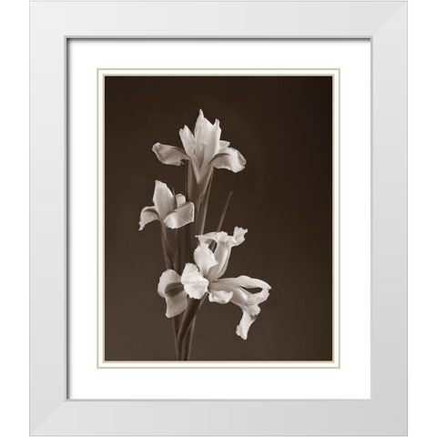 Sepia tone Iris White Modern Wood Framed Art Print with Double Matting by Miller, Anna