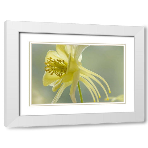 Close-up of yellow columbine flower White Modern Wood Framed Art Print with Double Matting by Paulson, Don