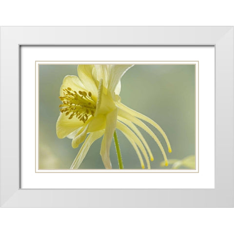Close-up of yellow columbine flower White Modern Wood Framed Art Print with Double Matting by Paulson, Don