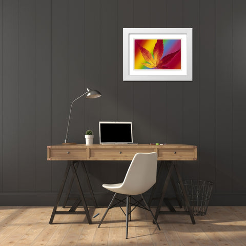 Abstract of autumn-colored Japanese maple leaf White Modern Wood Framed Art Print with Double Matting by Satushek, Steve