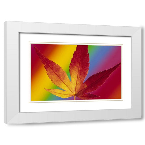 Abstract of autumn-colored Japanese maple leaf White Modern Wood Framed Art Print with Double Matting by Satushek, Steve