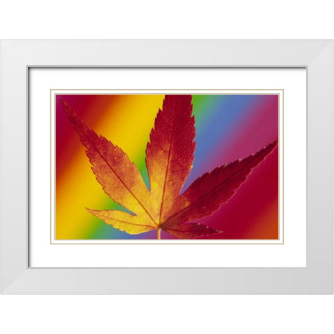 Abstract of autumn-colored Japanese maple leaf White Modern Wood Framed Art Print with Double Matting by Satushek, Steve