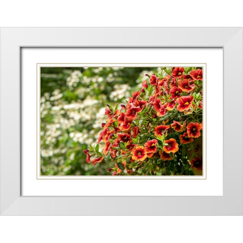 Hanging planters of Calibrachoa-or Million Bells or Trailing Petunia-They are herbaceous plants wit White Modern Wood Framed Art Print with Double Matting by Horton, Janet