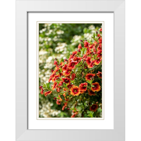 Hanging planters of Calibrachoa-or Million Bells or Trailing Petunia-They are herbaceous plants wit White Modern Wood Framed Art Print with Double Matting by Horton, Janet