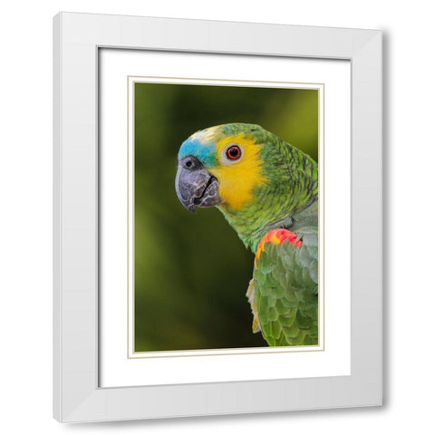 Blue fronted Amazon parrot-native to South America White Modern Wood Framed Art Print with Double Matting by Jones, Adam