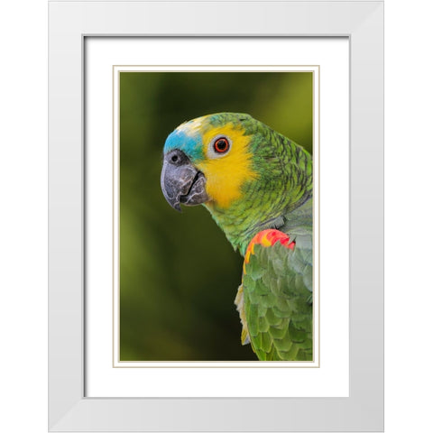Blue fronted Amazon parrot-native to South America White Modern Wood Framed Art Print with Double Matting by Jones, Adam