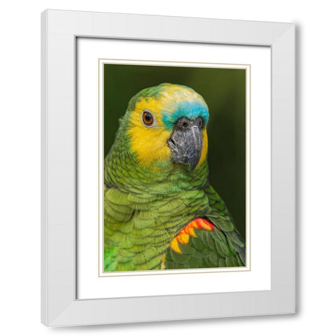 Blue fronted Amazon parrot-native to South America White Modern Wood Framed Art Print with Double Matting by Jones, Adam