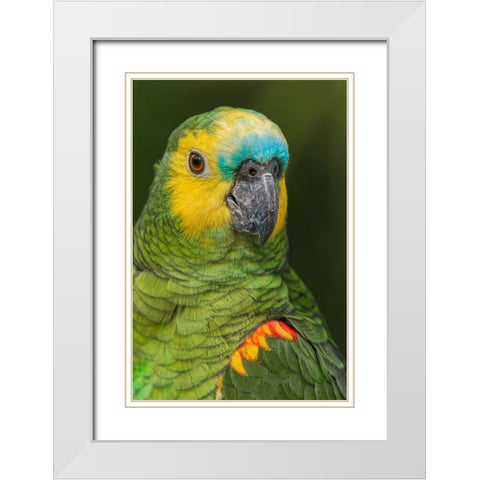 Blue fronted Amazon parrot-native to South America White Modern Wood Framed Art Print with Double Matting by Jones, Adam
