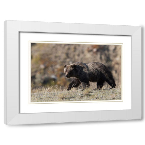 Grizzly Bear White Modern Wood Framed Art Print with Double Matting by Archer, Ken