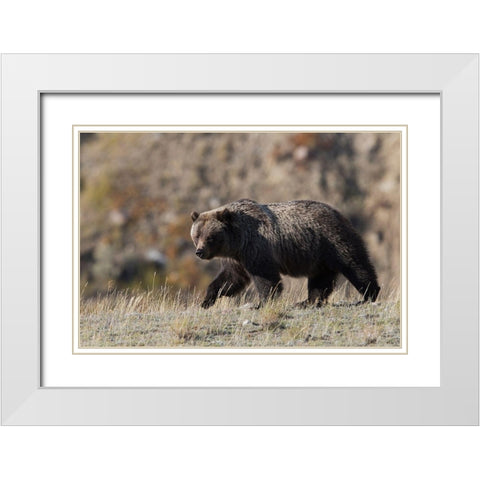 Grizzly Bear White Modern Wood Framed Art Print with Double Matting by Archer, Ken